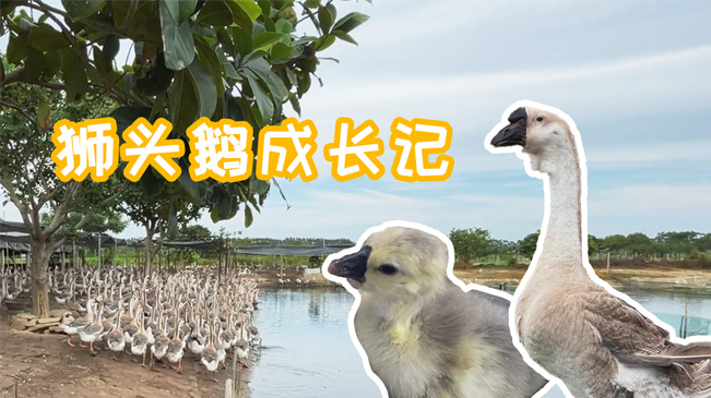 农民丰收看广东丨鹅鹅鹅……狮头鹅成长记