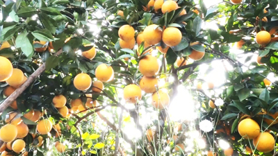 直播大湾区丨“橙”色足 广州知识城种出了“知识橙”