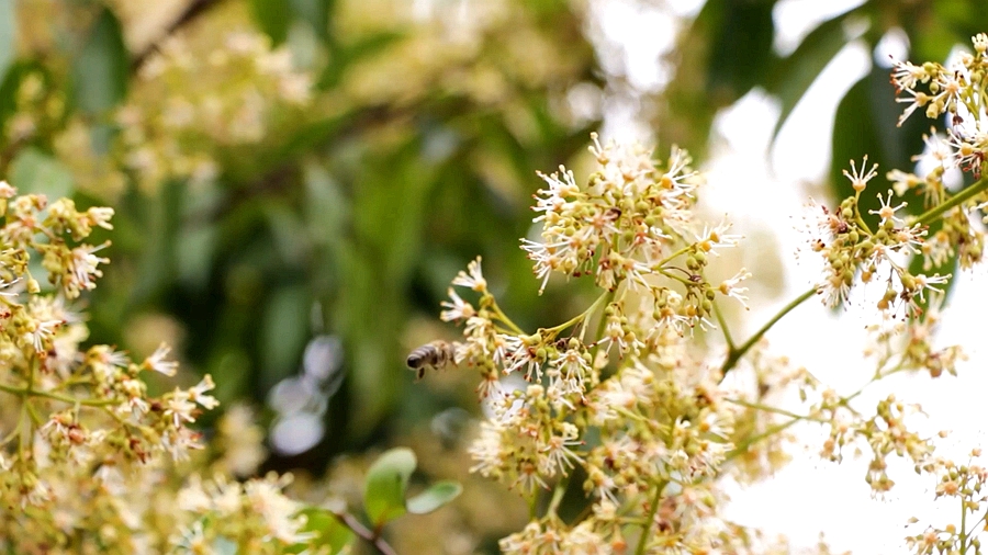 直播大湾区丨蜜蜂来助“荔” “酿”出致富“蜜”