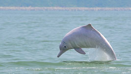 世界海洋日丨中华白海豚和它的“家人们”