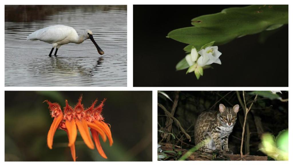 从野生动植物保护看深圳高质量发展“生态图景”
